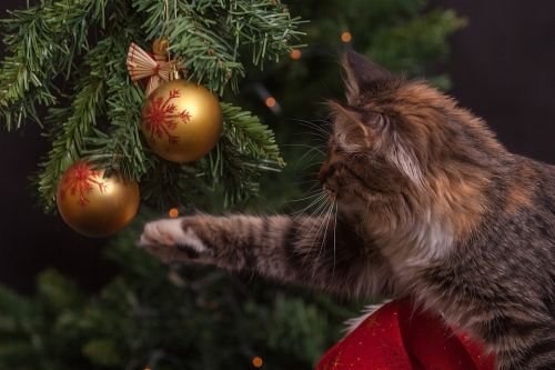 Beste kunst kerstboom test