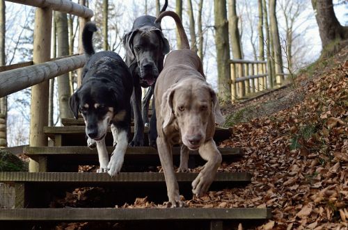 Beste droogvoer hond: Royal Canin maakt beste hondenbrokken
