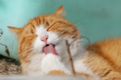 Beste ontwormingsmiddel / ontwormingskuur kat