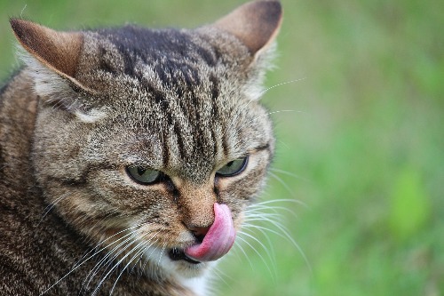 Kattenvoer nat: Beste natvoer kat