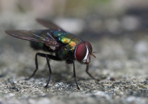 Beste insectenlamp (vliegenlamp, muggenlamp)