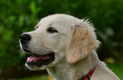 Beste bench hond test