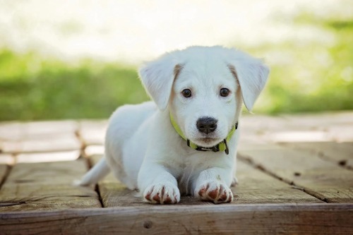 Beste puppyvoer test puppy voer