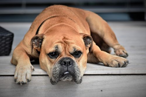 Beste transportbox hond en beste transportbench / reisbench