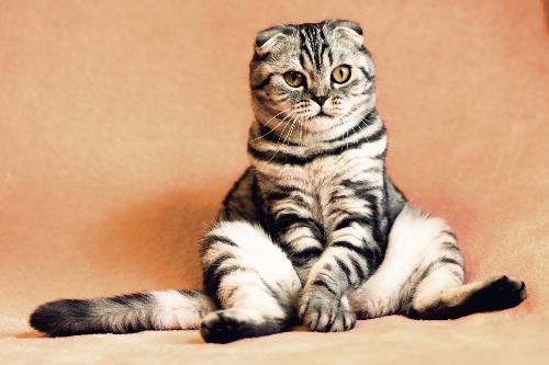Beste kattenbrokken