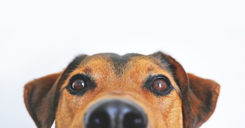 Beste natvoer hond (nat hondenvoer)