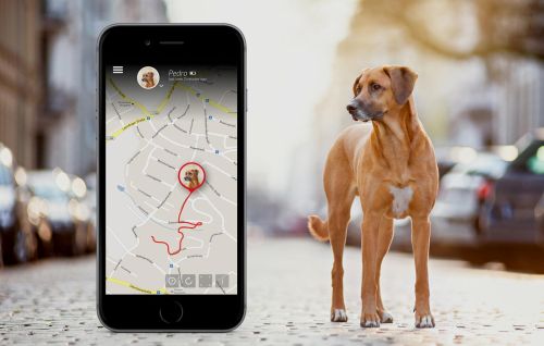 Beste GPS tracker hond en kat Beste GPS tracker hond en kat