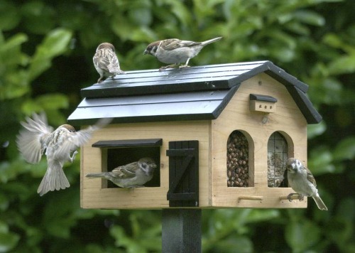 De leukste en beste voederhuisjes voor vogels