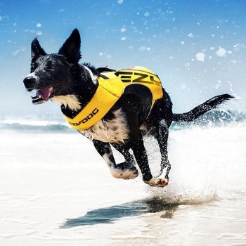 Ezydog zwemvest hond / hondenzwemvest